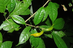 Tabernaemontana gamblei